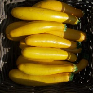 Courgettes jaunes (1kg)