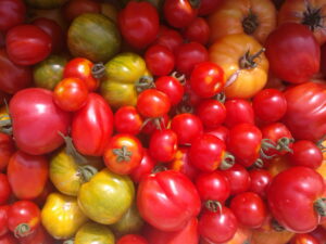 Tomates anciennes (500g)