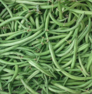 Haricots verts (500g)