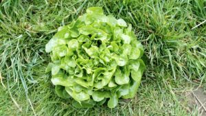 Salade Feuille de chêne verte