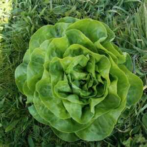 Salade Laitue verte (pièce)