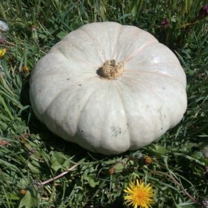 Potiron Bleu de Hongrie (environ 1kg)