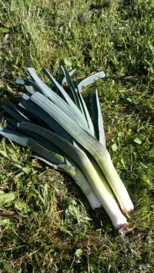 Poireaux (botte 500g)