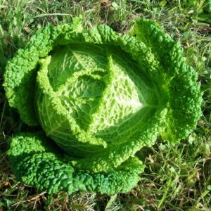 Chou frisé (la pièce) - pièce