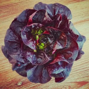 Salade Laitue rouge (pièce)