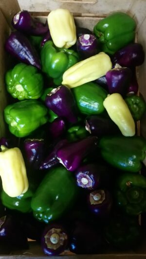Poivrons verts (500g)