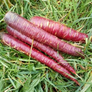 Carottes violettes (500g)