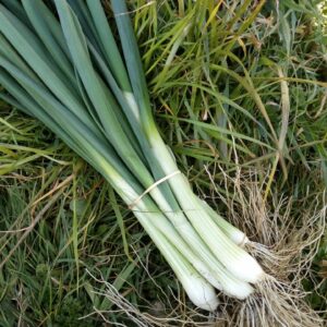 Oignon blanc (botte)