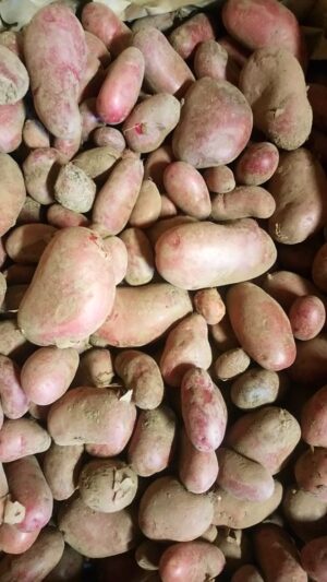 Pommes de terre -  variété rosabelle - (500g)