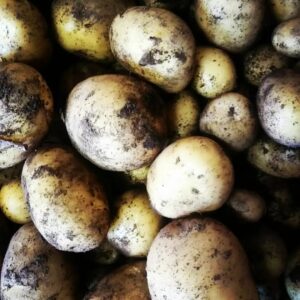Pommes de terre nouvelle - variété rikea - (500g)