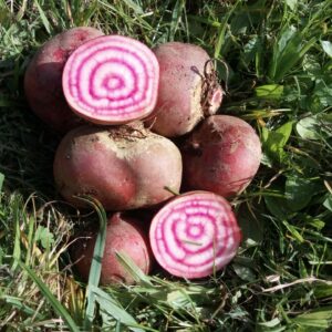 Betterave Chioggia (botte)