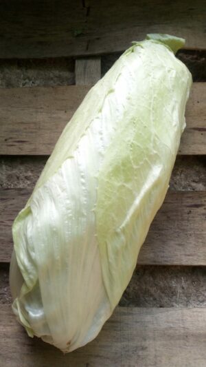 Chicorée "Pain de sucre"