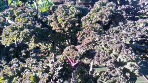 Chou Kale violet (400g)