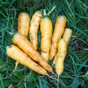 Carottes jaunes (500g)