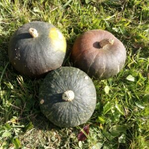 Courge Potimarron vert (pièce environ 1,5kg)