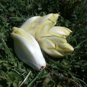 Endive (500g)