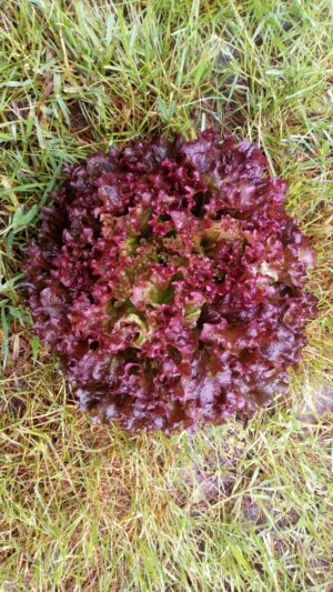Salade Batavia rouge (pièce)