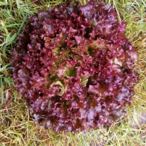 Salade Batavia rouge (pièce)