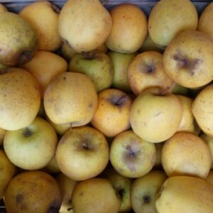 Pomme à croquer (500g) (variété Belchard)