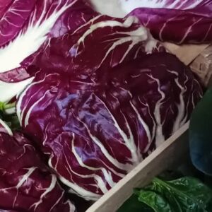 Chicorée rouge de Vérone (boule)