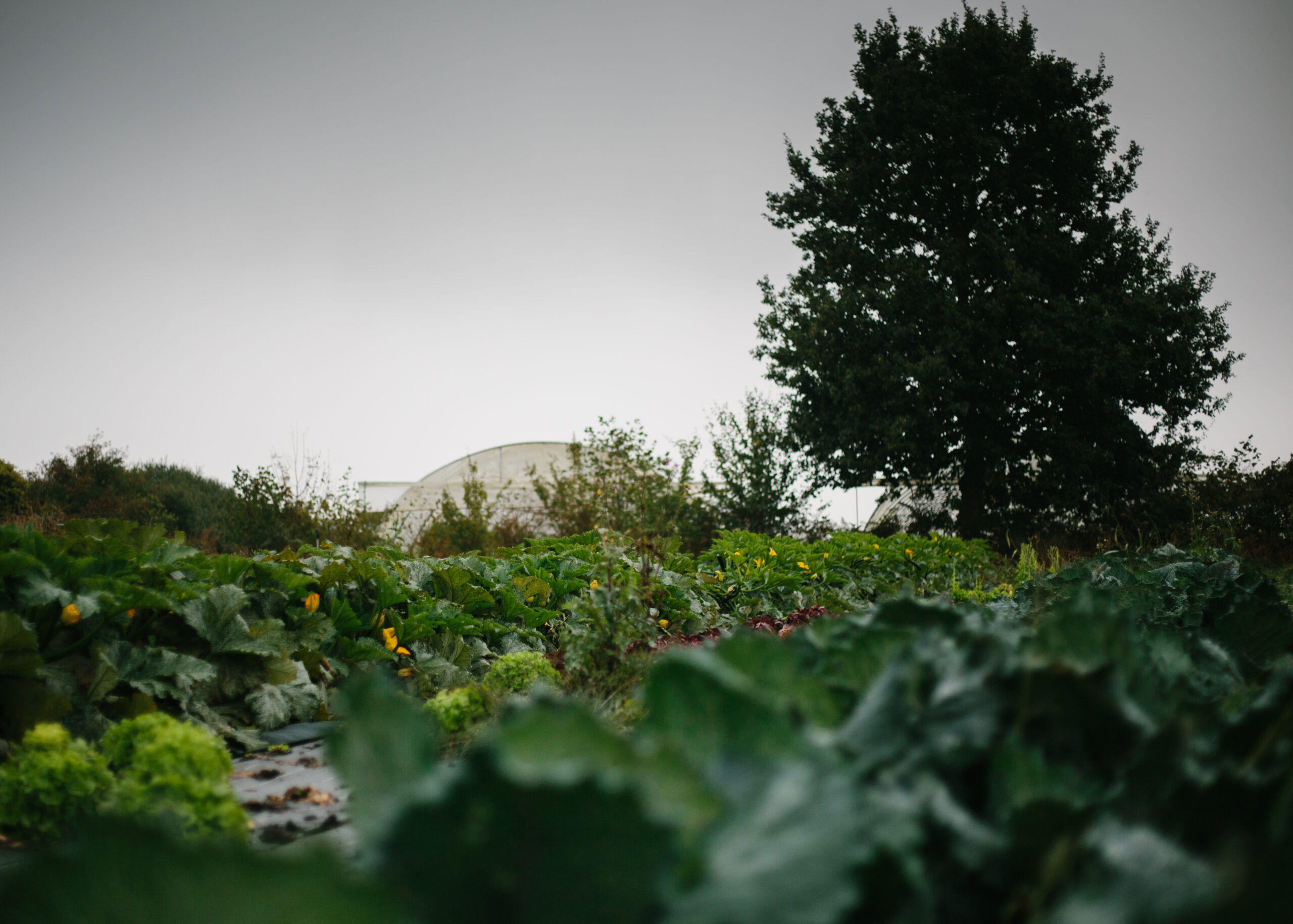 La Ferme Kabocha-12