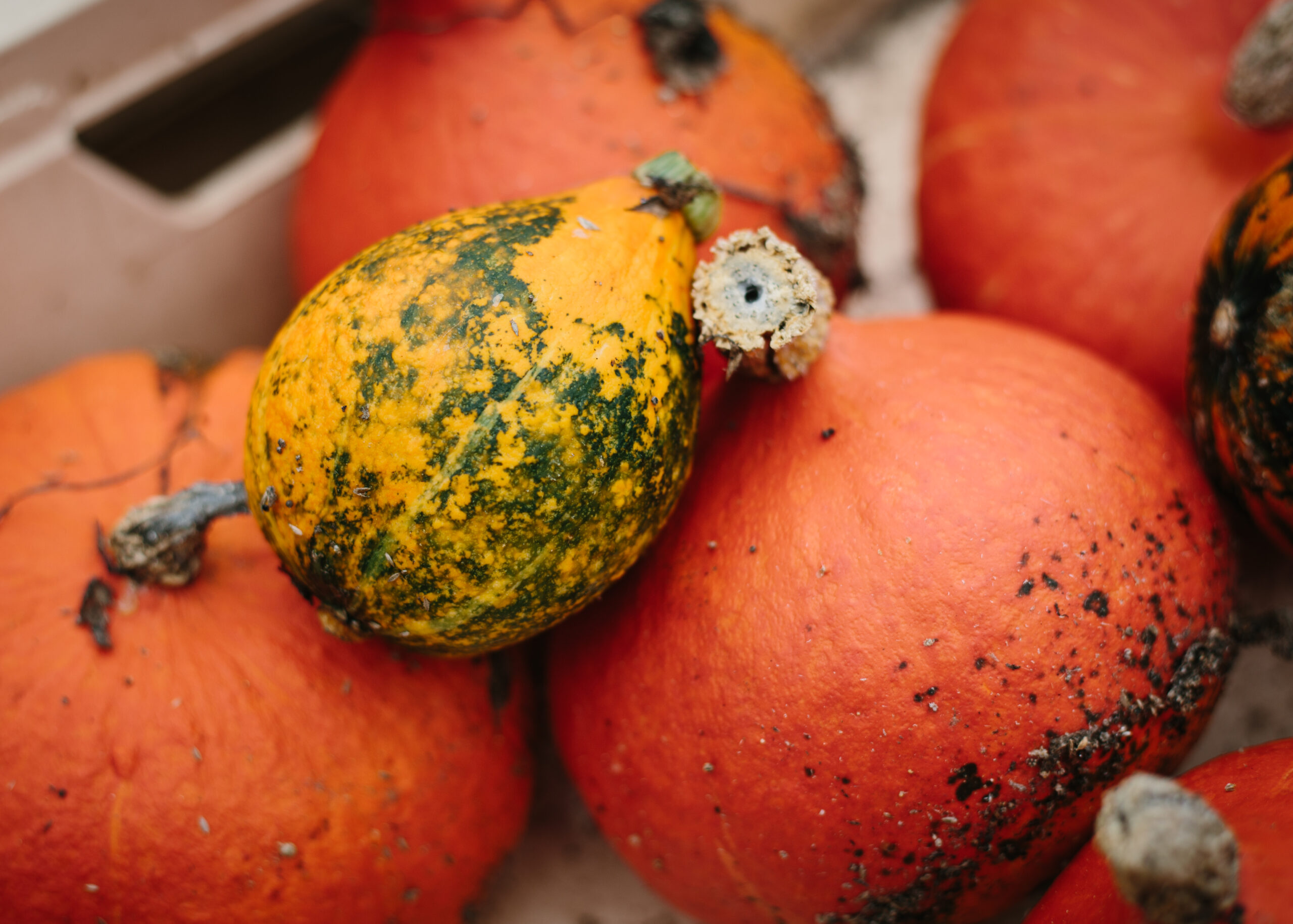 La Ferme Kabocha-2