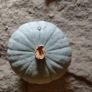Potimarron bleu Sombra (environ 1kg)