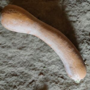 Courge longue de nice (environ 1,5kg)