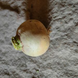 Navet boule d'or (500g)