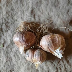 Ail violet (250g)