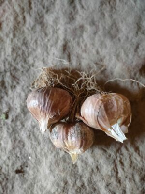 Ail violet (250g)